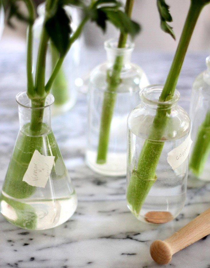chemistry-set_how-to-keep-flowers-fresh_erinboyle_gardenista