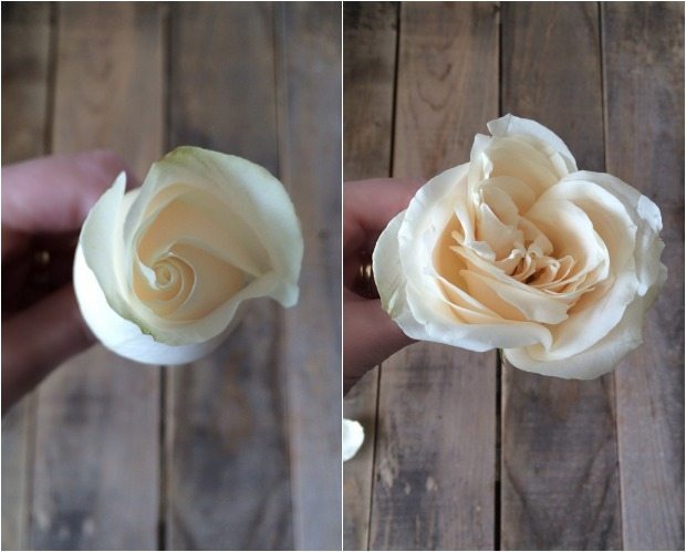 opening-up-rose-buds