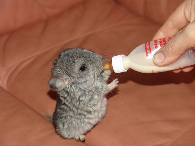 40 Baby Animals That Shouldn T Be Allowed To Be This Cute Small Joys