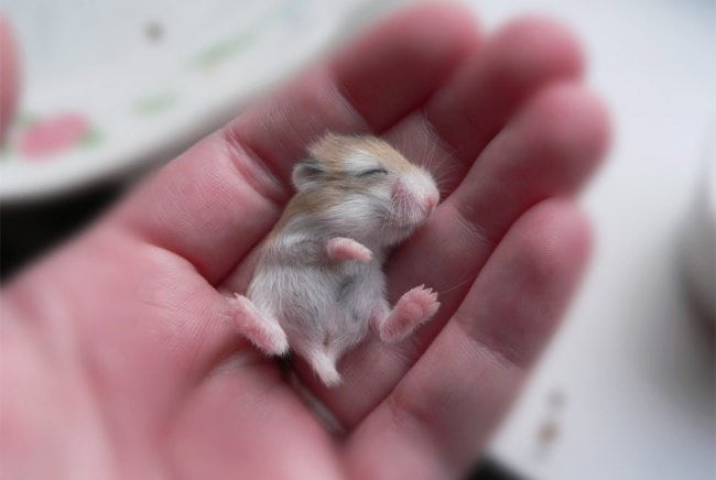 40 Baby Animals That Shouldn T Be Allowed To Be This Cute Small Joys