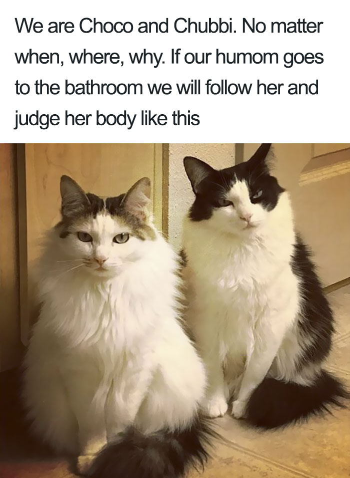 Funny-Cat-Shaming