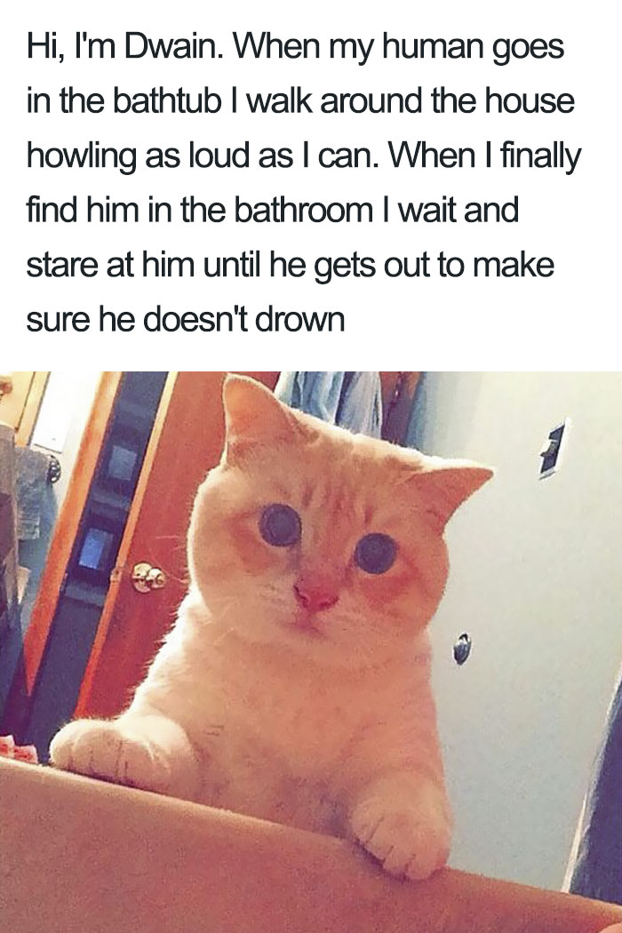 Funny-Cat-Shaming