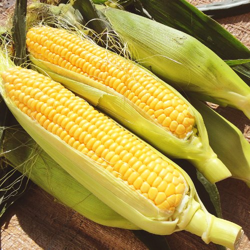 ã¨ããããããé»åã¬ã³ã¸ãç®ãã¨ì ëí ì´ë¯¸ì§ ê²ìê²°ê³¼