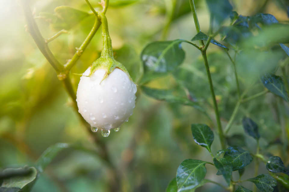 èåãã¢ã¡ãªã«ì ëí ì´ë¯¸ì§ ê²ìê²°ê³¼