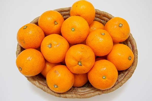 æ¥æ¬ã®ãã«ã³ì ëí ì´ë¯¸ì§ ê²ìê²°ê³¼