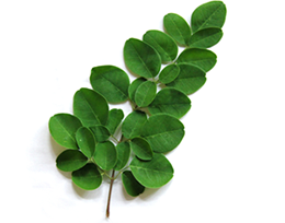 ã¢ãªã³ã¬ì ëí ì´ë¯¸ì§ ê²ìê²°ê³¼