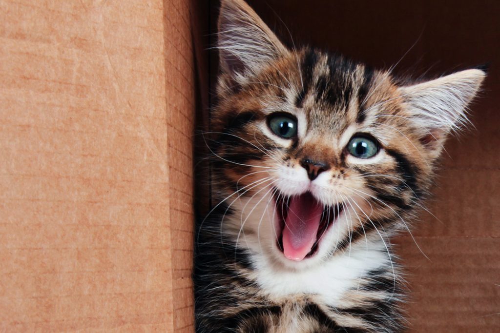 15 curiosidades sobre os gatos que você não sabia