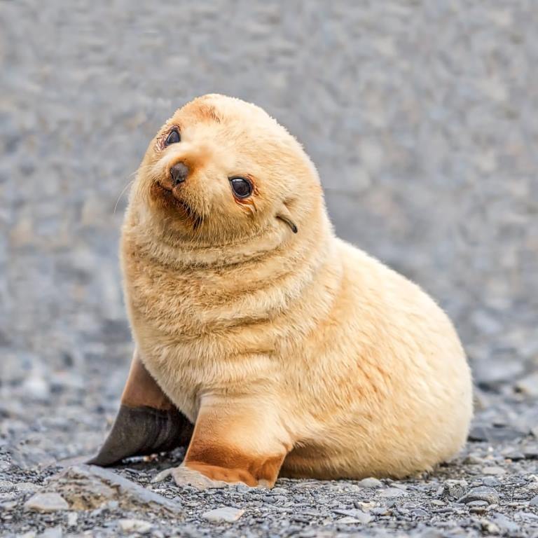 Des Bebes Animaux Qui Ne Devraient Pas Etre Autorises A Etre Aussi Mignon Et Adorable Vonjour