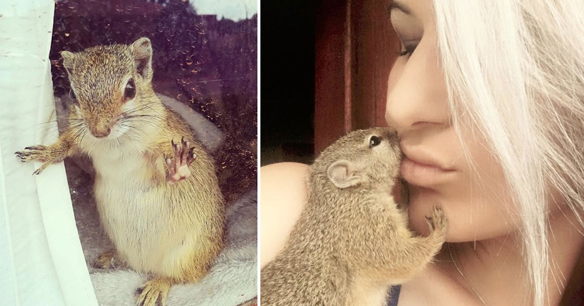 Squirrel Raised By Humans Returned To Couple To Give Birth 1 Year After