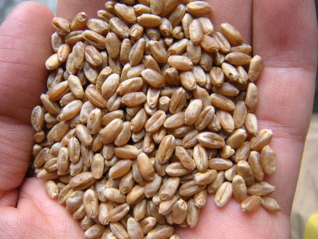 ç¡¬è³ªå°éº¦ì ëí ì´ë¯¸ì§ ê²ìê²°ê³¼