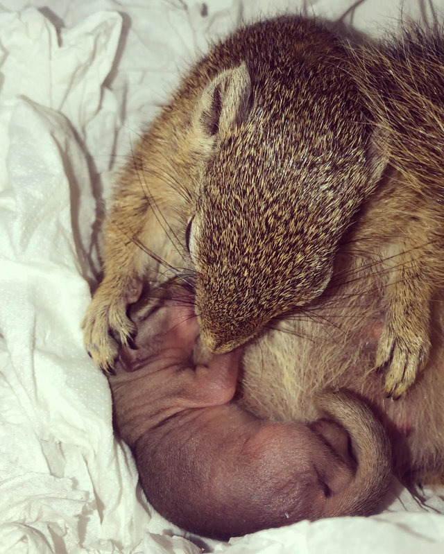 Squirrel Raised By Humans Returned To Couple To Give Birth 1 Year After