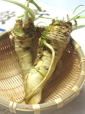 ãã¼ã¹ã©ãã£ãã·ã¥ì ëí ì´ë¯¸ì§ ê²ìê²°ê³¼