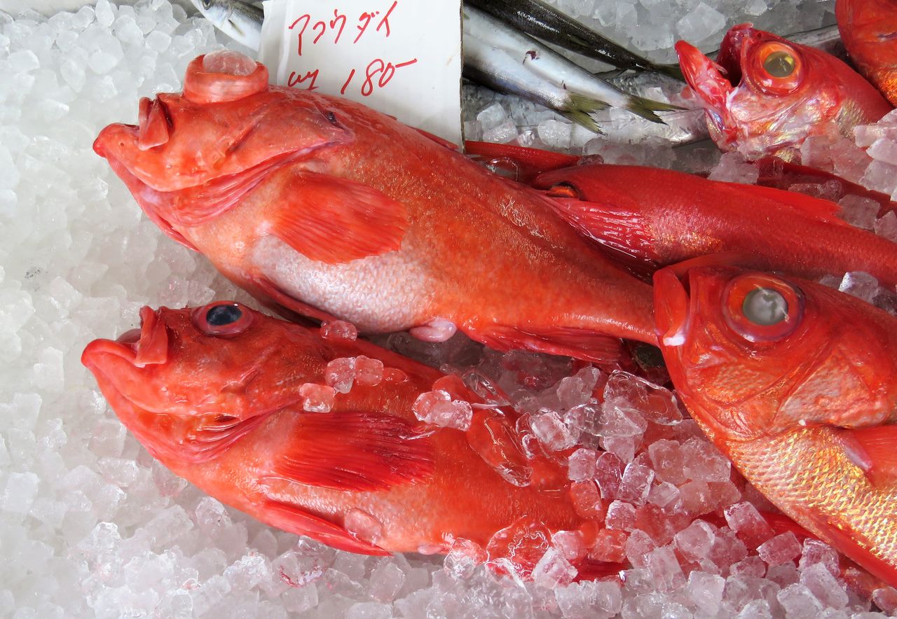 究明 赤魚の正体は アコウダイ 旬の時期はいつ頃 Hachibachi