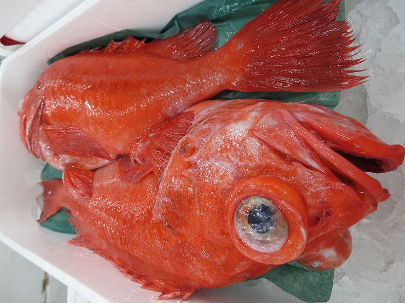 ã¢ã³ã¦ãã¤ì ëí ì´ë¯¸ì§ ê²ìê²°ê³¼