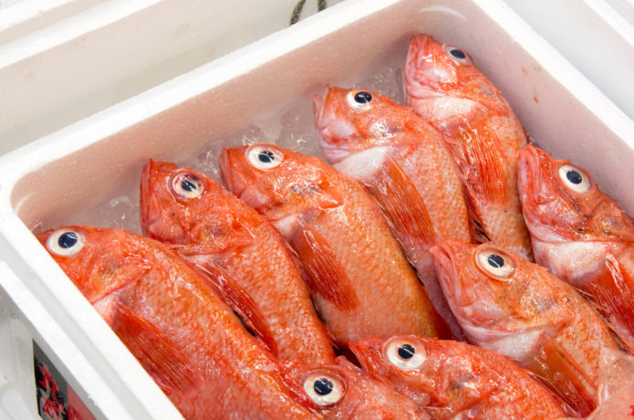 èµ¤é­ãã¢ã³ã¦ãã¤ì ëí ì´ë¯¸ì§ ê²ìê²°ê³¼