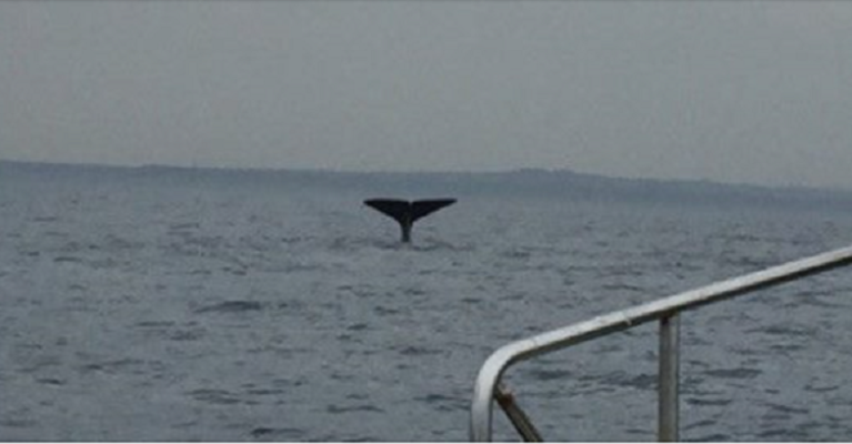 【緊急】大地震の前触れか!?東京湾にトンデモナイものが出現!(画像あり)のイメージ