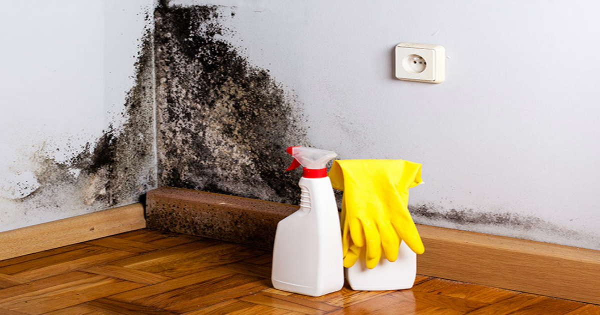 Black Mold: 4 Signs It’s In Your Home & How to Get Rid of It - Small Joys