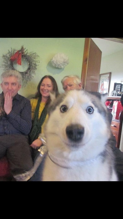 Lustige Fotos Die Beweisen Dass Das Leben Mit Einem Hund Viel Seltsamer Ist Als Man Denkt Small Joys