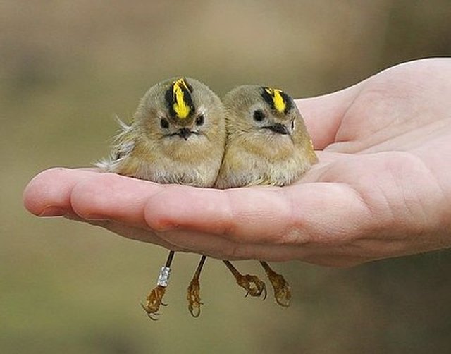 A handful of baby birds.