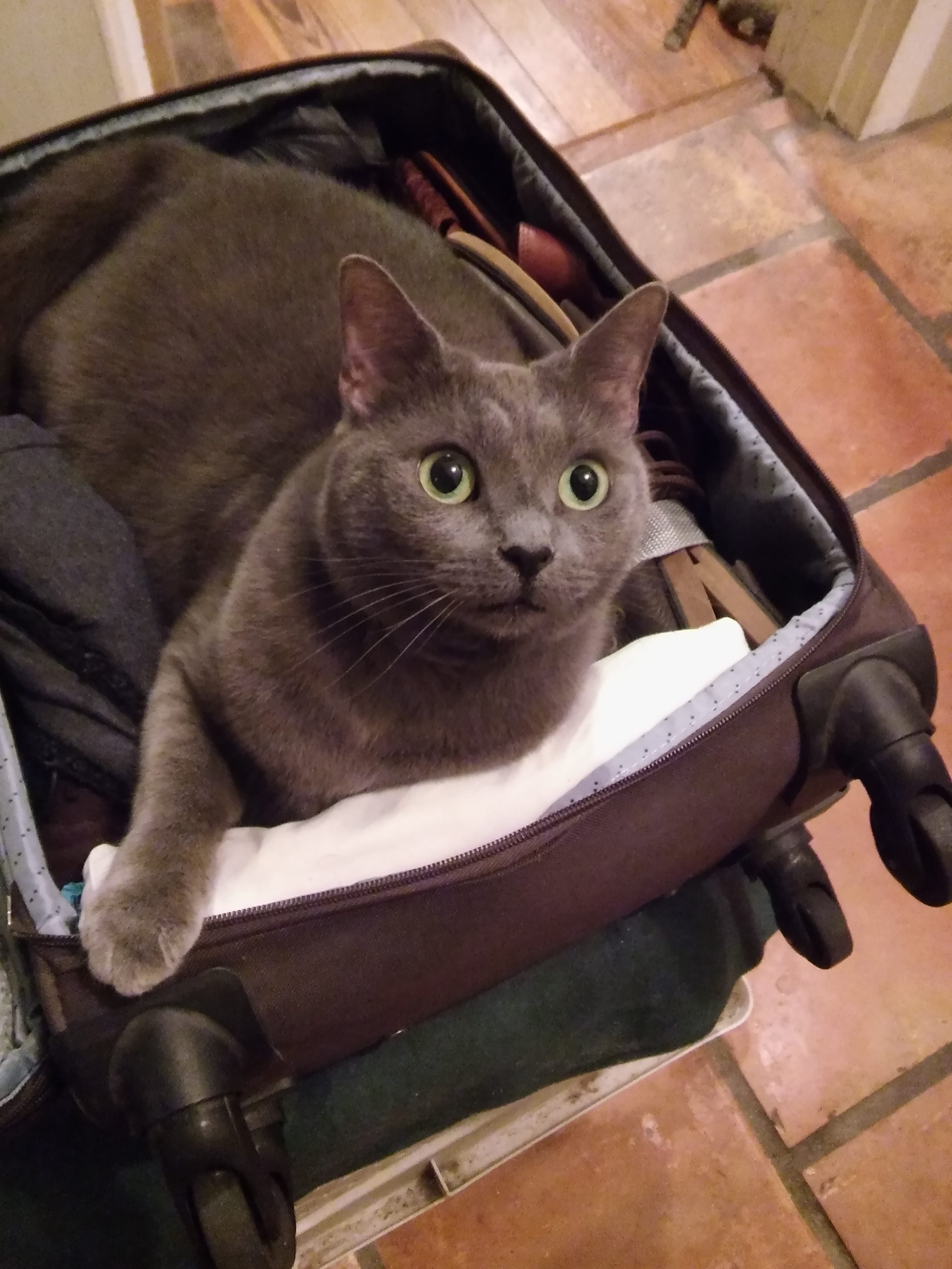 Stowaway Cat