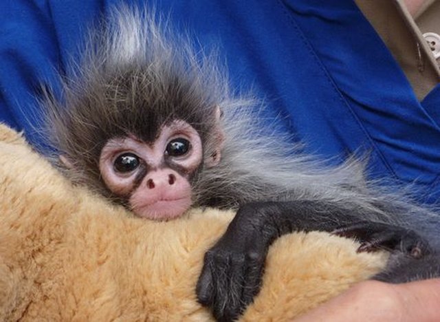 Cute baby monkey