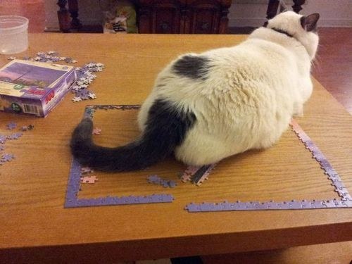 26 Things That Will Only Happen To Cat Owners