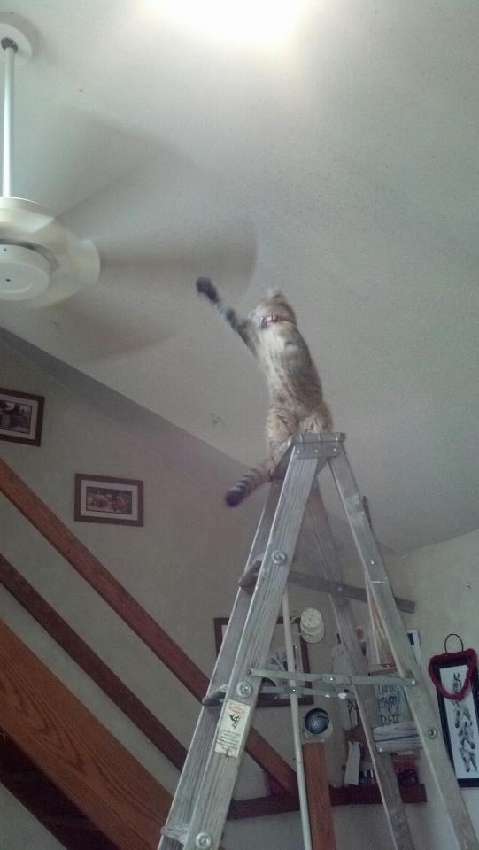 26 Things That Will Only Happen To Cat Owners