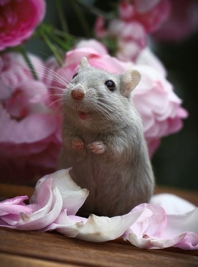 Cute mouse