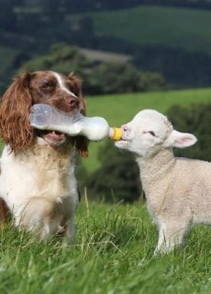 15 Baby Animals Getting Fed By A Bottle