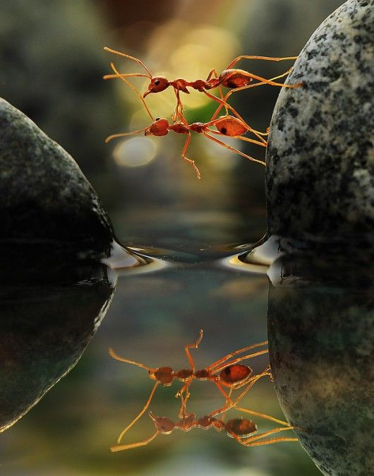 together we can make it - 2 ants