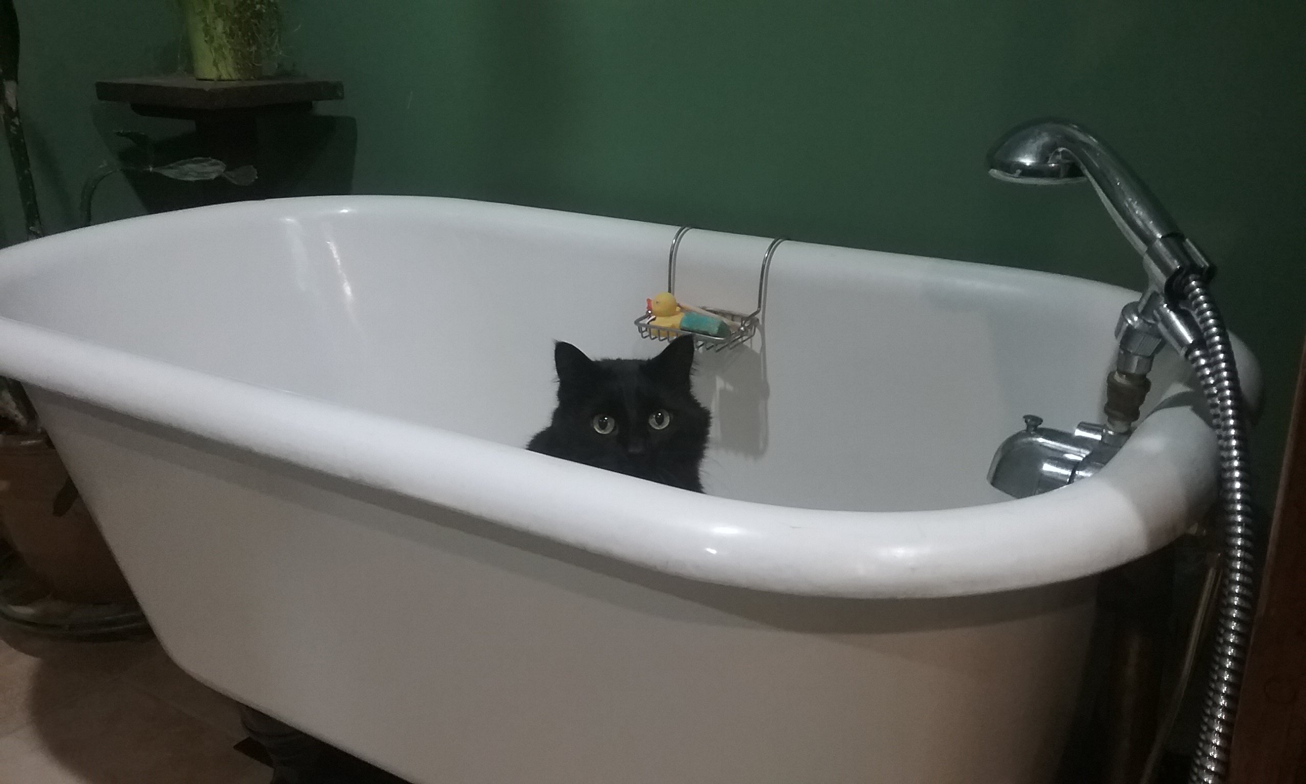 Cat Got Your Tub?