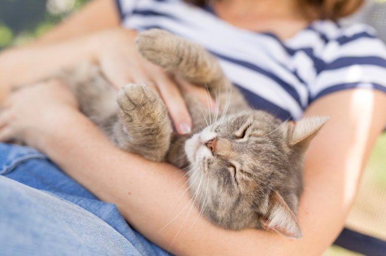 Top view of a furry tabby cat lying on its owner