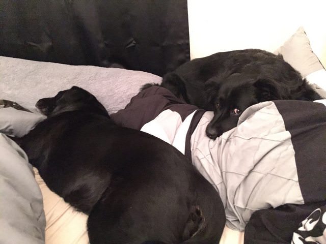 New rescue dog on the left, first dog who thinks I betrayed him on the right.