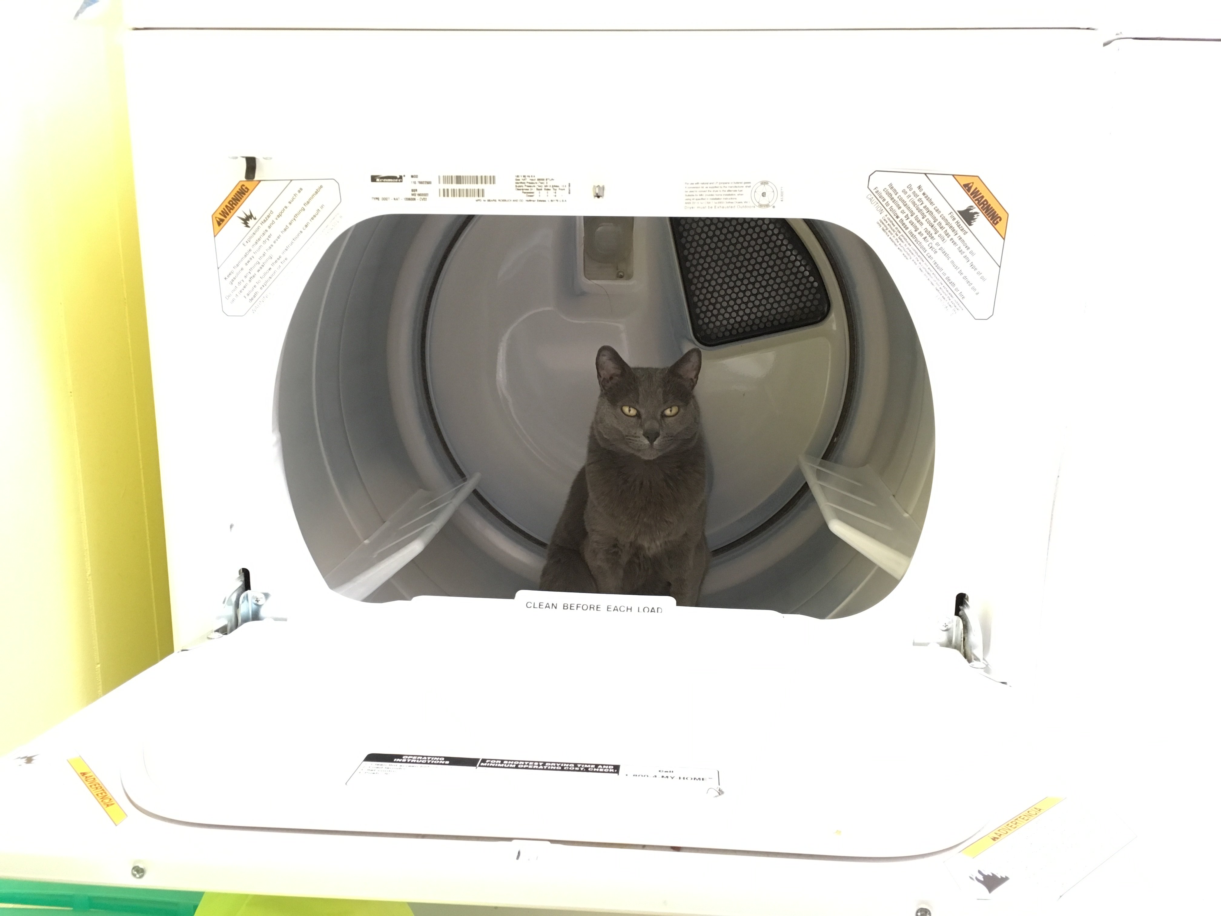 Cat Laundry