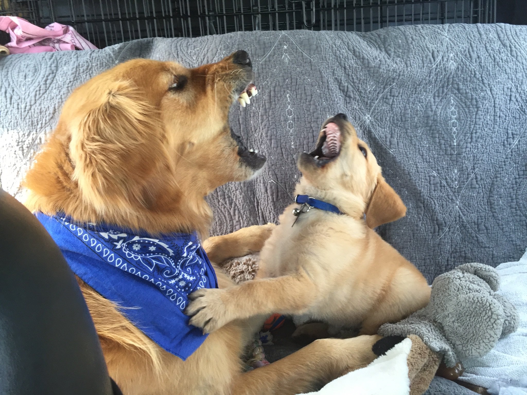 Learning From the Best