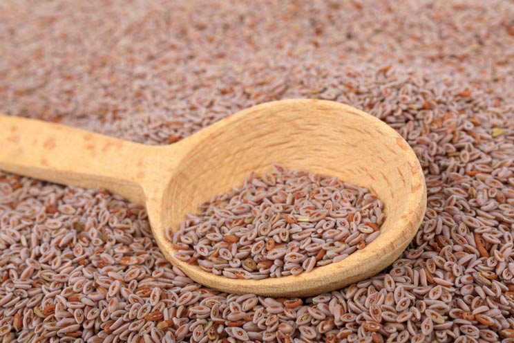 Psyllium-seeds.jpg