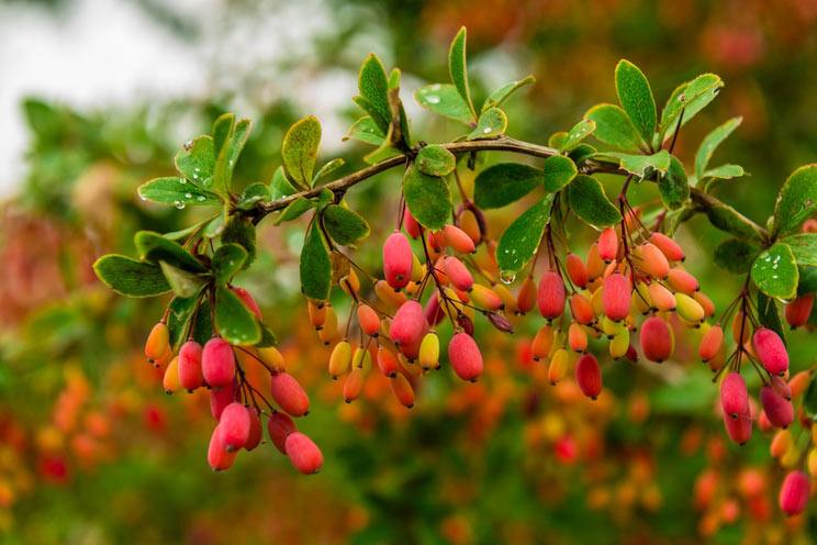 Red-barberry.jpg