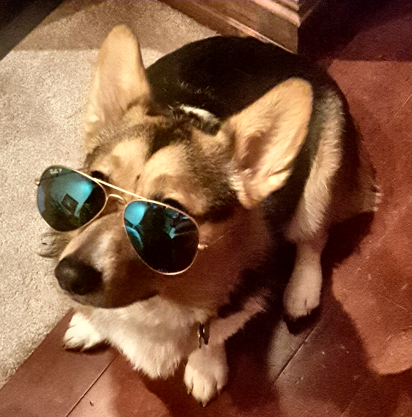 Cool Corgi