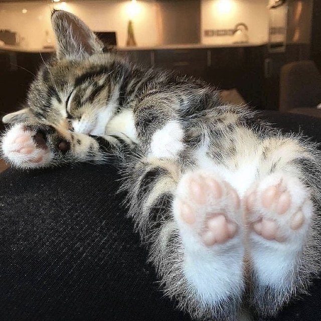 Sleeping kitten