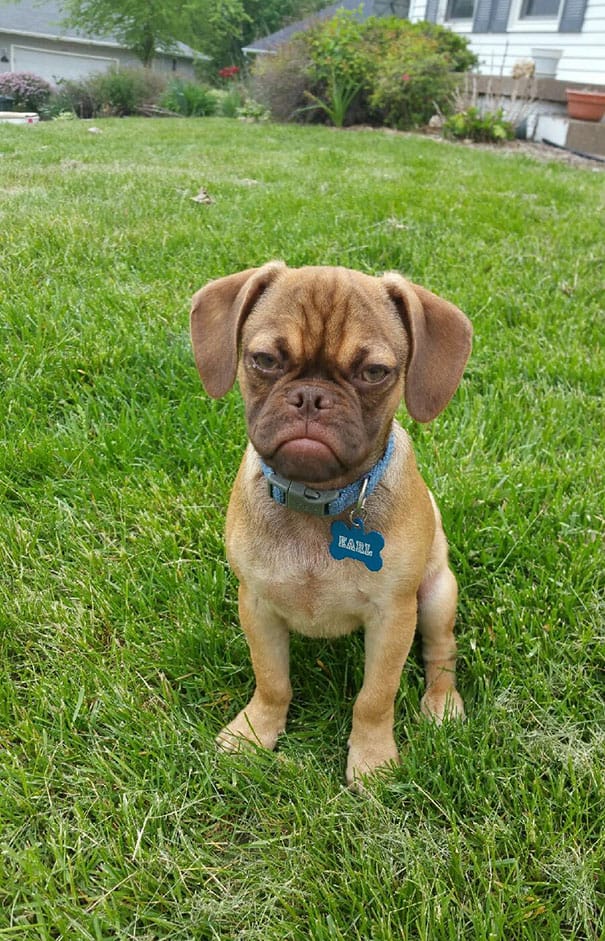 Earlthegrumpypuppy