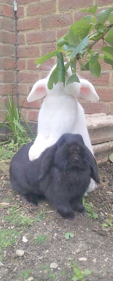 My older brother and sister raised two bunnies for a 4-H project one year. Theâ¦
