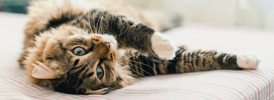 50 Cat Behaviors Explained - Small Joys