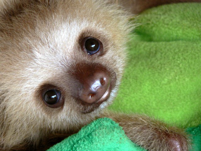 Baby sloth