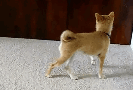 dogs acting weird 15