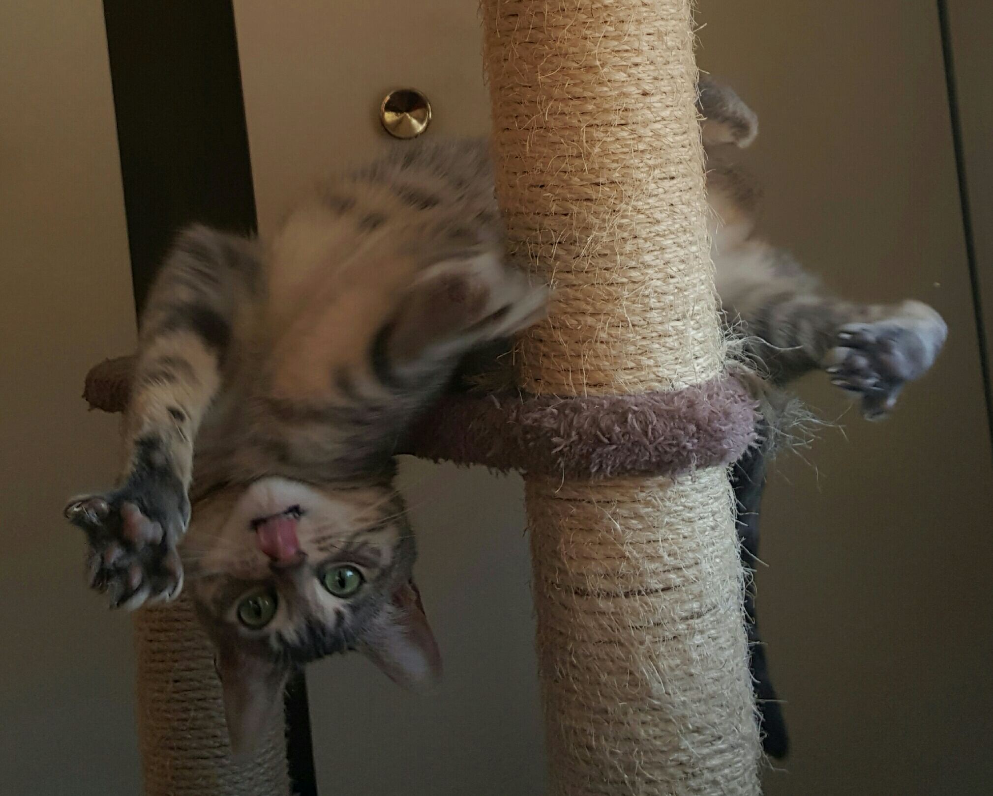 Crazy Cat