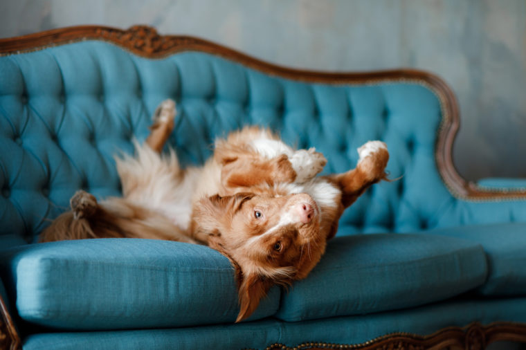 the dog lies on the blue couch. The pet is resting. Nova Scotia Duck Tolling Retriever, Toller