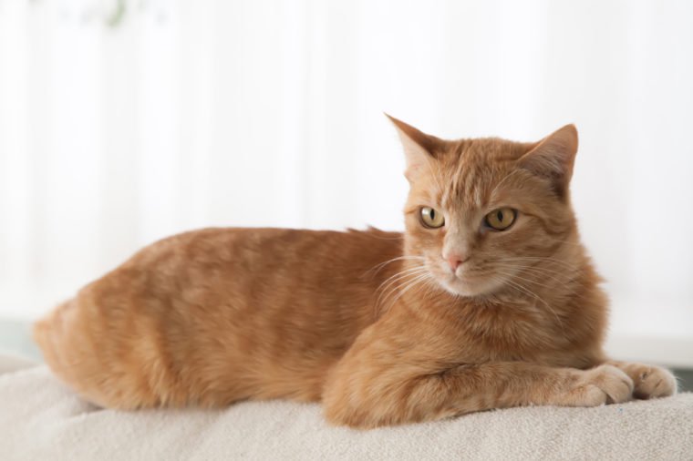 Red cat sitting on a light couch