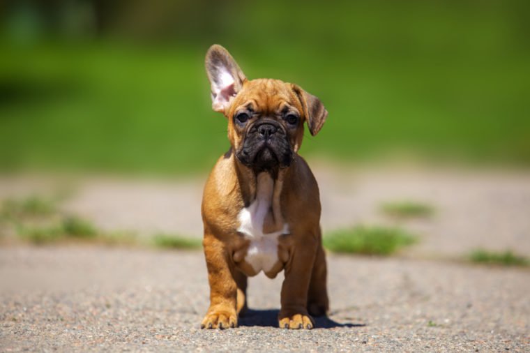 French Bulldog puppy