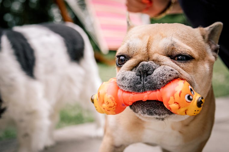 Pug playing in the grass with a chew toy
