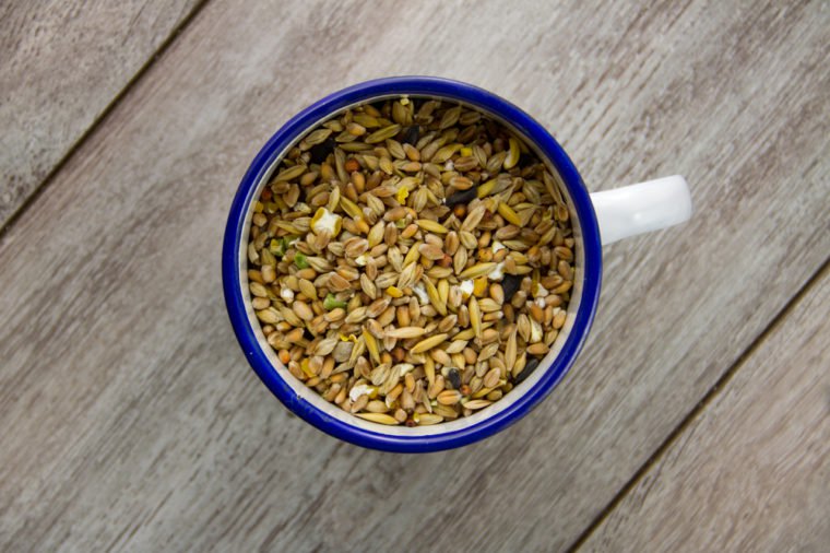 Bird seed in an enamel cup
